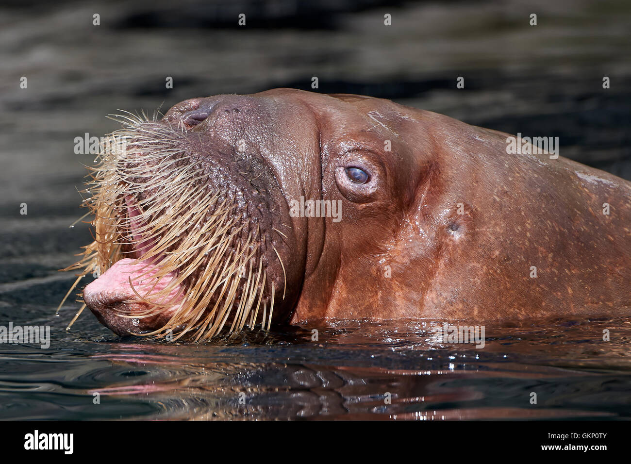 Closeup portrait of the Pacific Walrus seen from the side with its head over the water Stock Photo