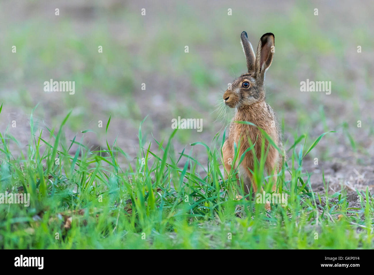 Hare, Djur, Gräs, öron, Leporidae, Lepus Timidus, Hare, Animals, Grass 