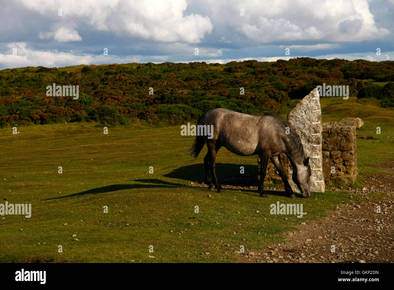 Grey Hill pony grazing around a granite post on hayTor's top car park looking towards Pinchaford Ball Stock Photo