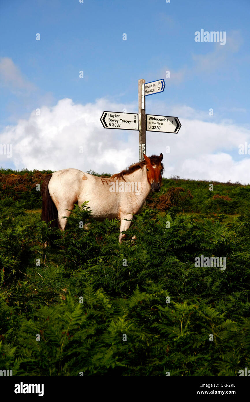 Strawberry roan Dartmoor hill pony stood beside Harefoot cross sign post amid the bracken on the way to Widecombe Stock Photo