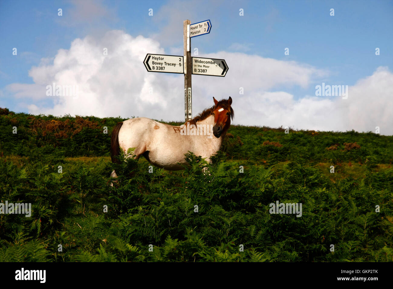 Strawberry roan Dartmoor hill pony stood beside Harefoot cross sign post amid the bracken on the way to Widecombe Stock Photo