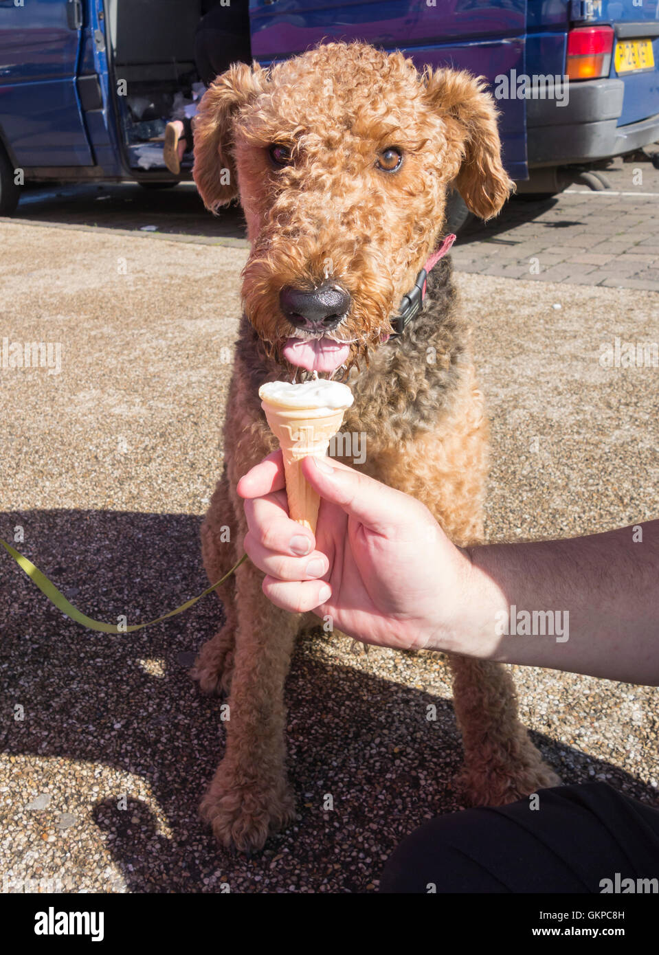 can dogs eat ice cream uk