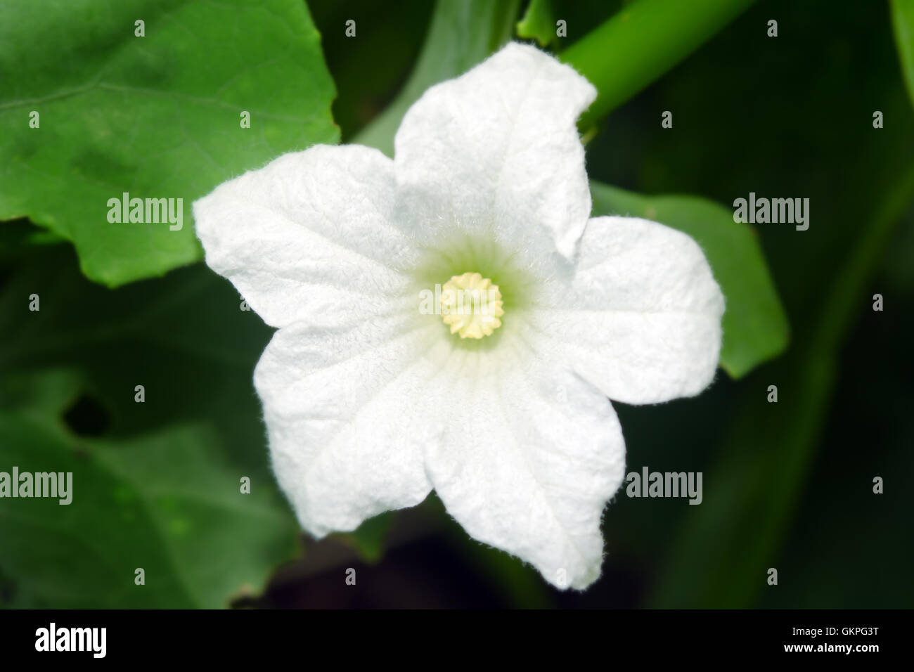 Natural ivy gourd flower with green leaves background (Also called as coccinia grandis, thai spinach, pak tam lueng, bitter gour Stock Photo