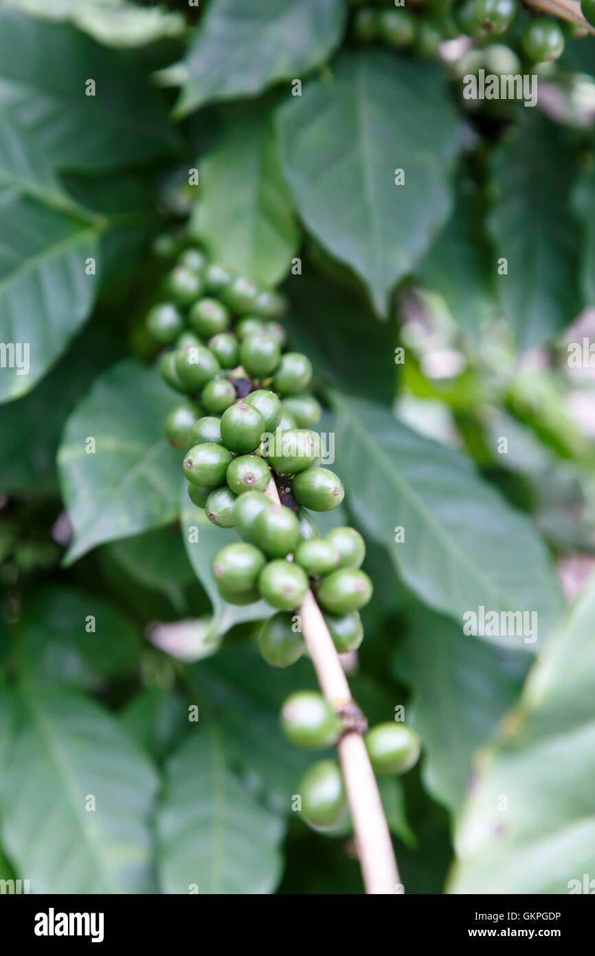 green coffee beans maturing in plant Stock Photo Alamy