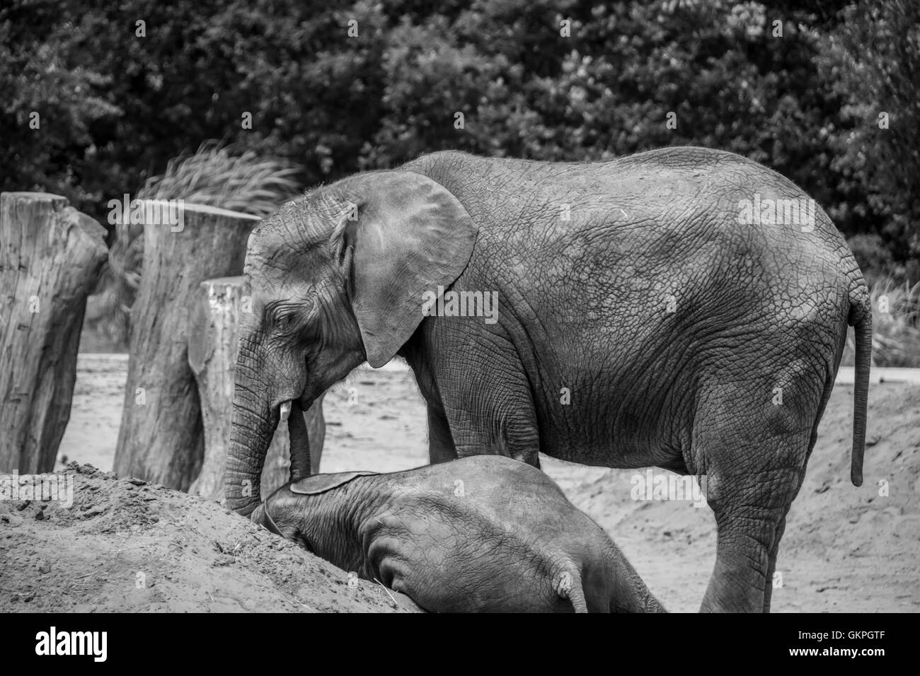 calf Black and White Stock Photos Images Alamy