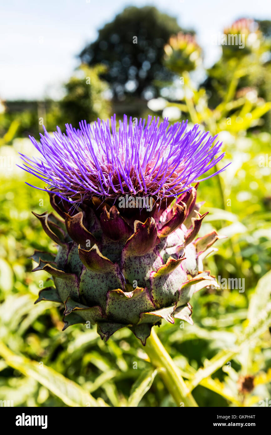 Purple artichoke, cardoon (Cynara cardunculus) growing in a garden