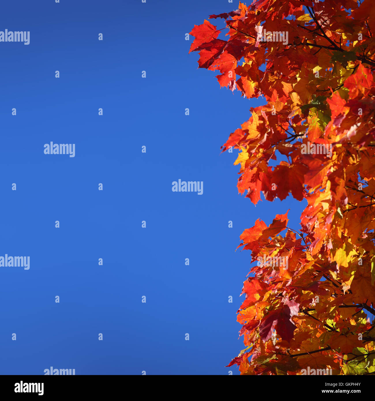 Red autumn maple leaves hi-res stock photography and images - Alamy