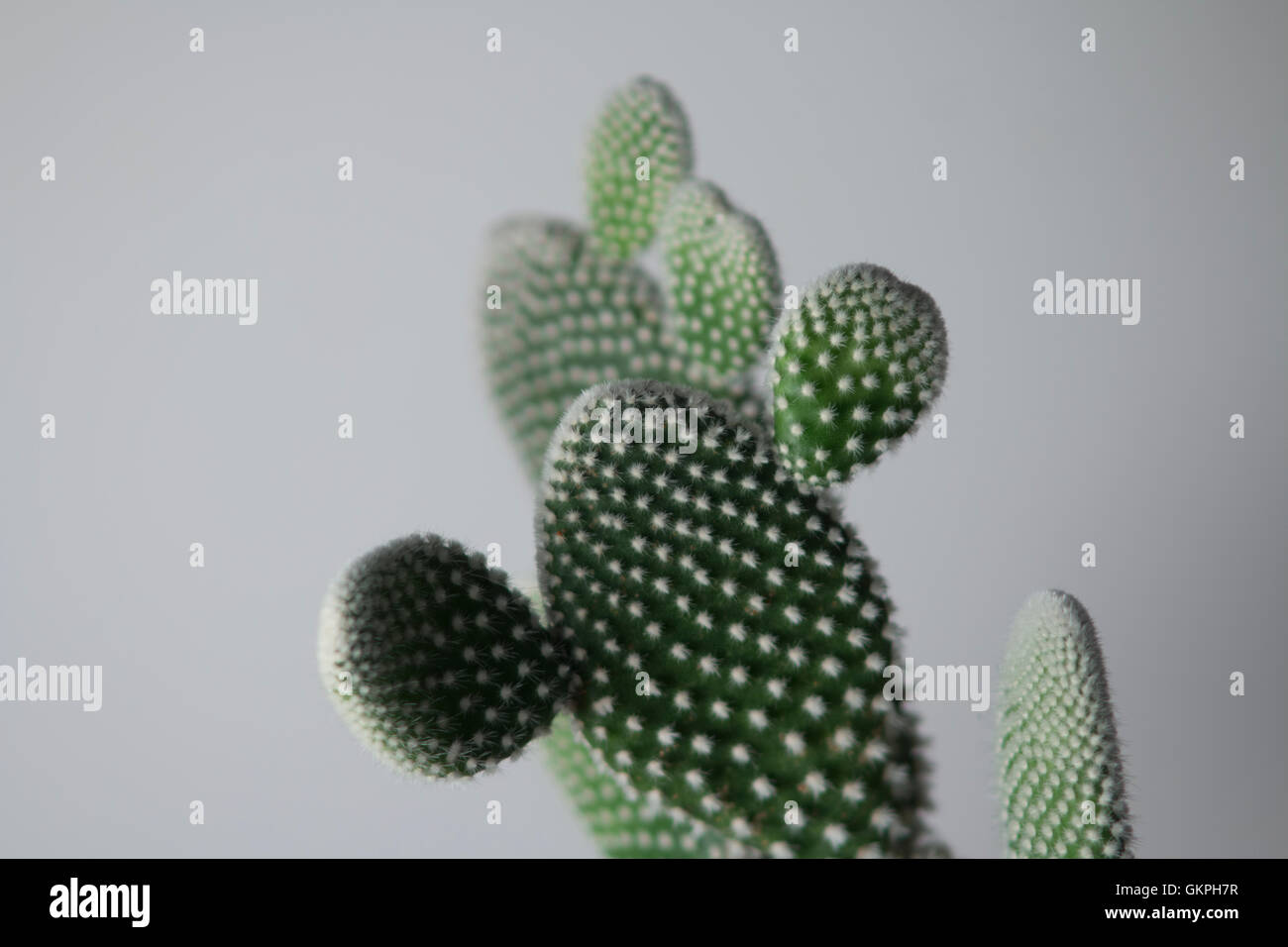 Opuntia Cactus Stock Photo
