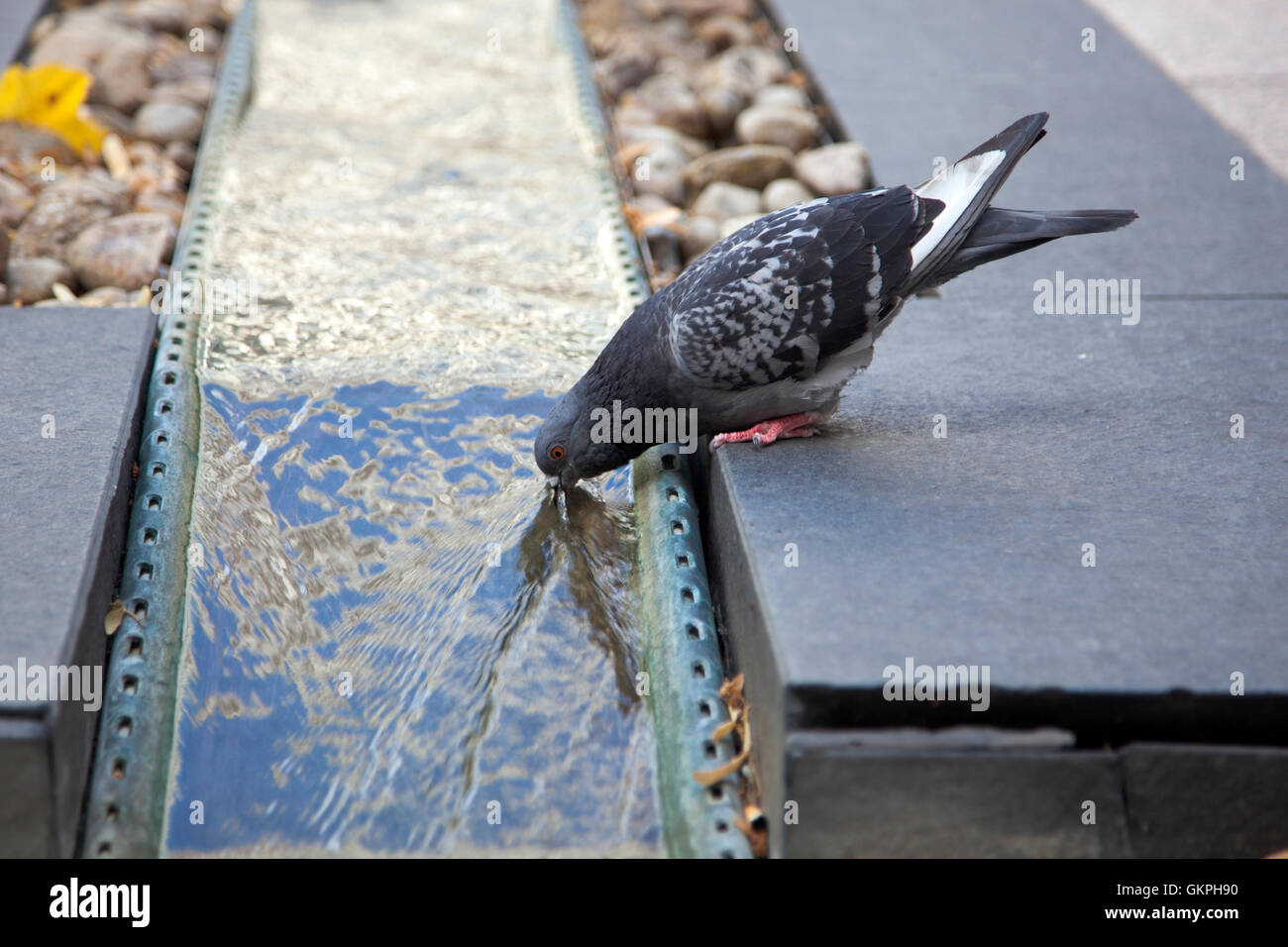 Pigeon drinking water from a fountain (Canary Wharf, London, UK) Stock Photo