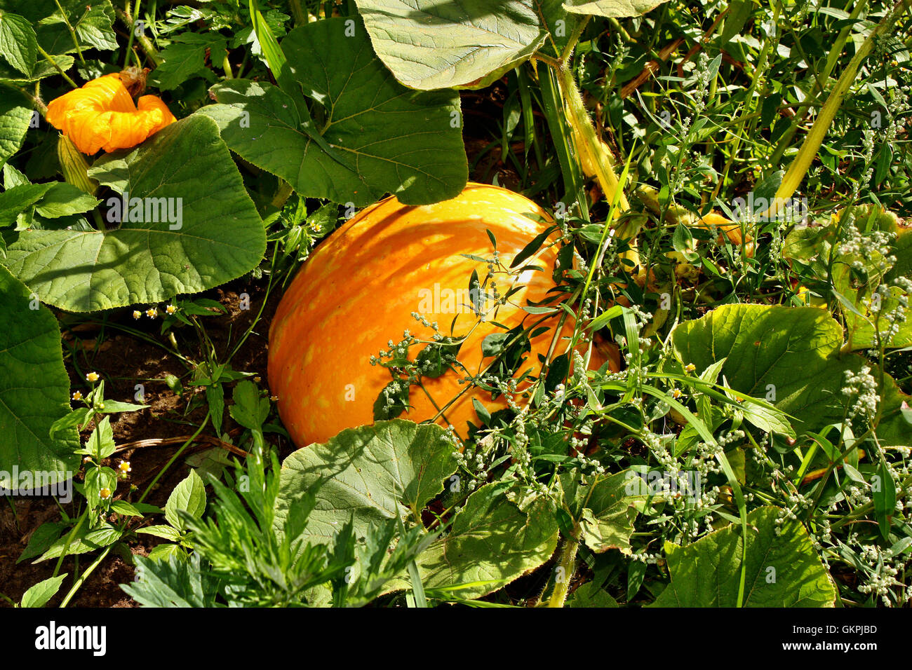 Pumpkins in the field Stock Photo - Alamy