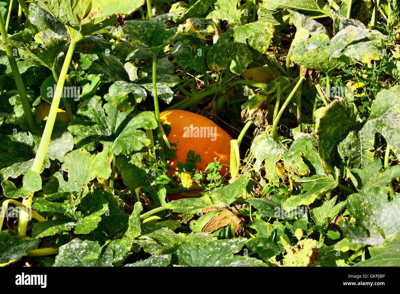 Pumpkins in the field Stock Photo - Alamy