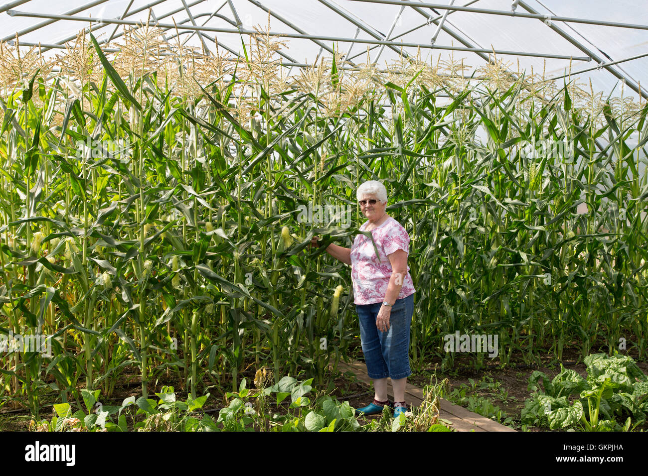 Proud farmer posing with her corn crop, tassle stage. Stock Photo