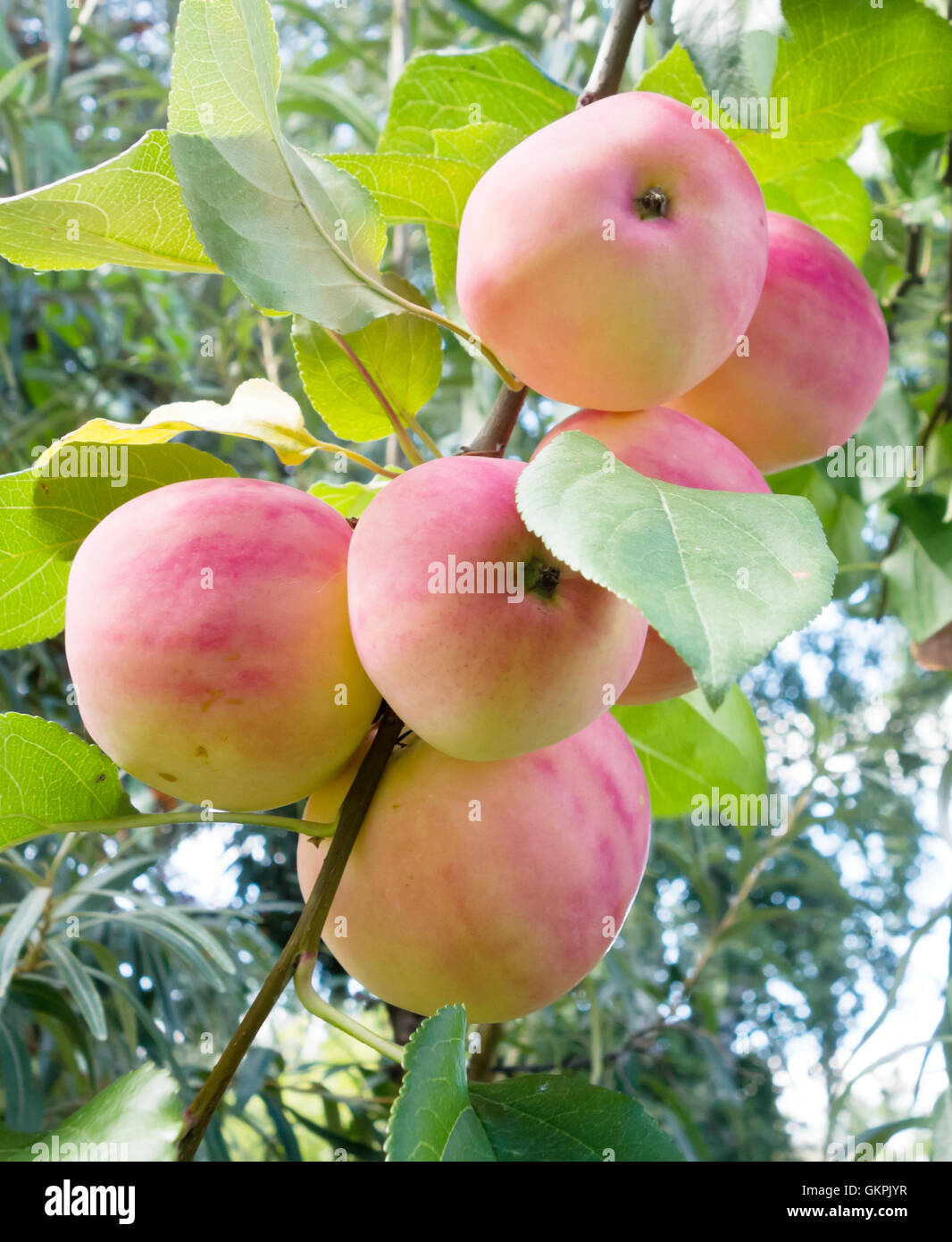 ripe red apples on branch Stock Photo - Alamy