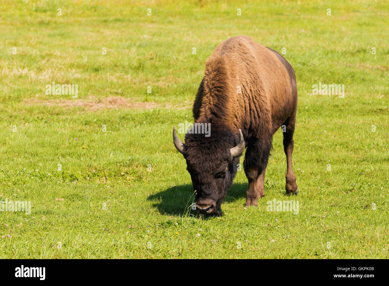 Herd of American bison (Bison bison), also commonly known as the