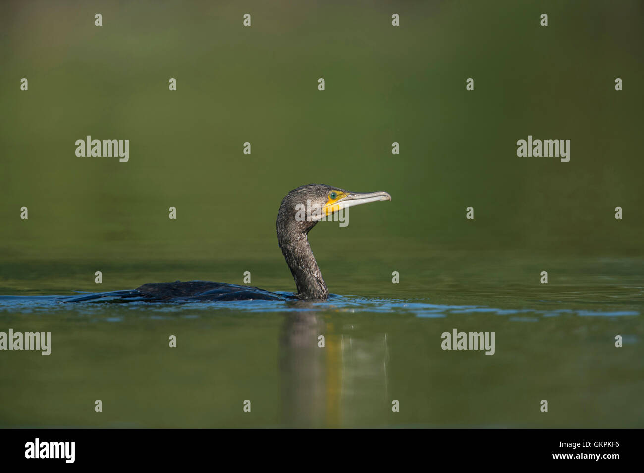 Great Cormorant / Kormoran ( Phalacrocorax carbo ) shows typical behavior, in typical pose, while swimming around for hunting. Stock Photo