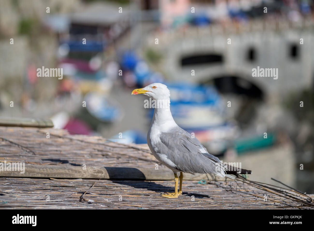 Seagull standing on a reed roof Stock Photo