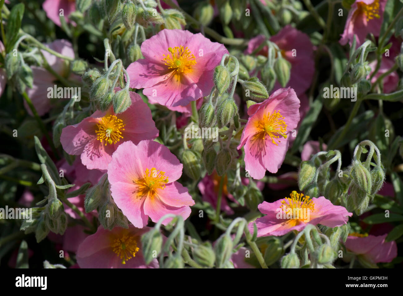 Helianthemum 'Wisley Pink' flowering on a rockery garden in May Stock Photo