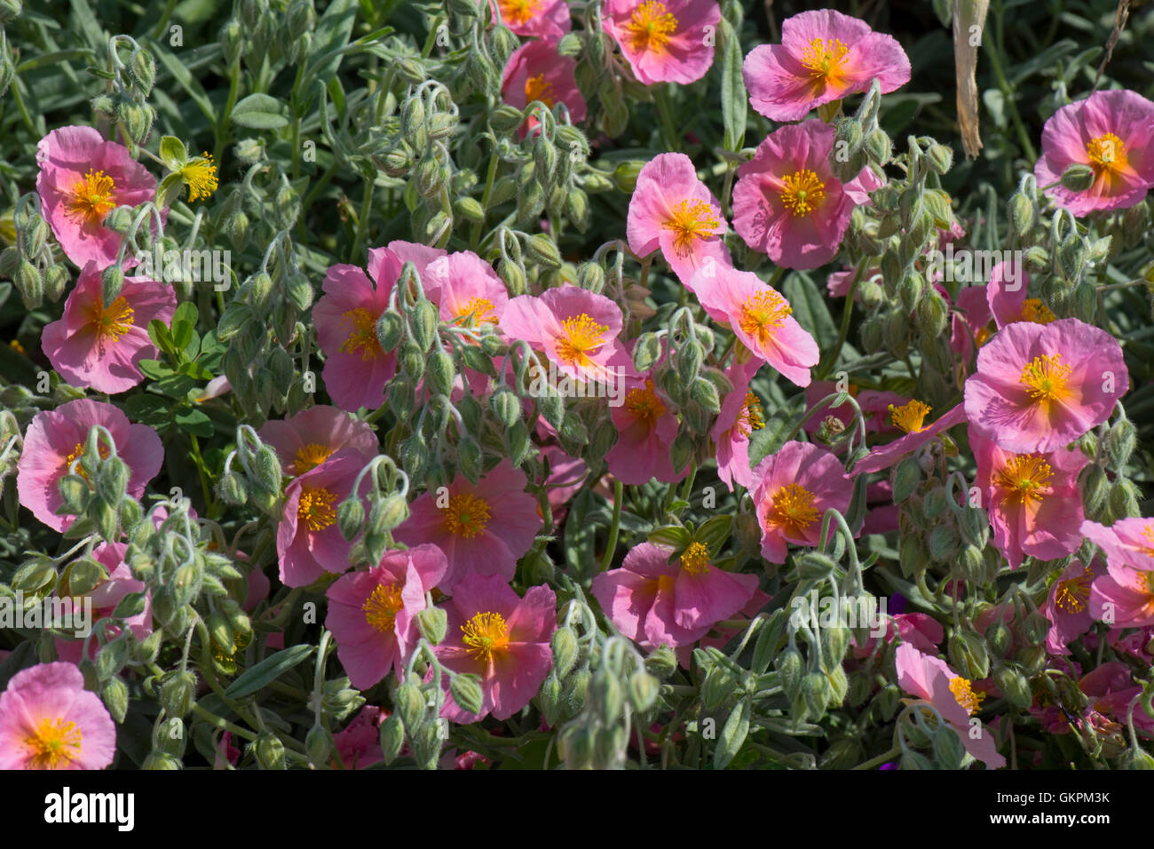 Helianthemum 'Wisley Pink' flowering on a rockery garden in May Stock Photo
