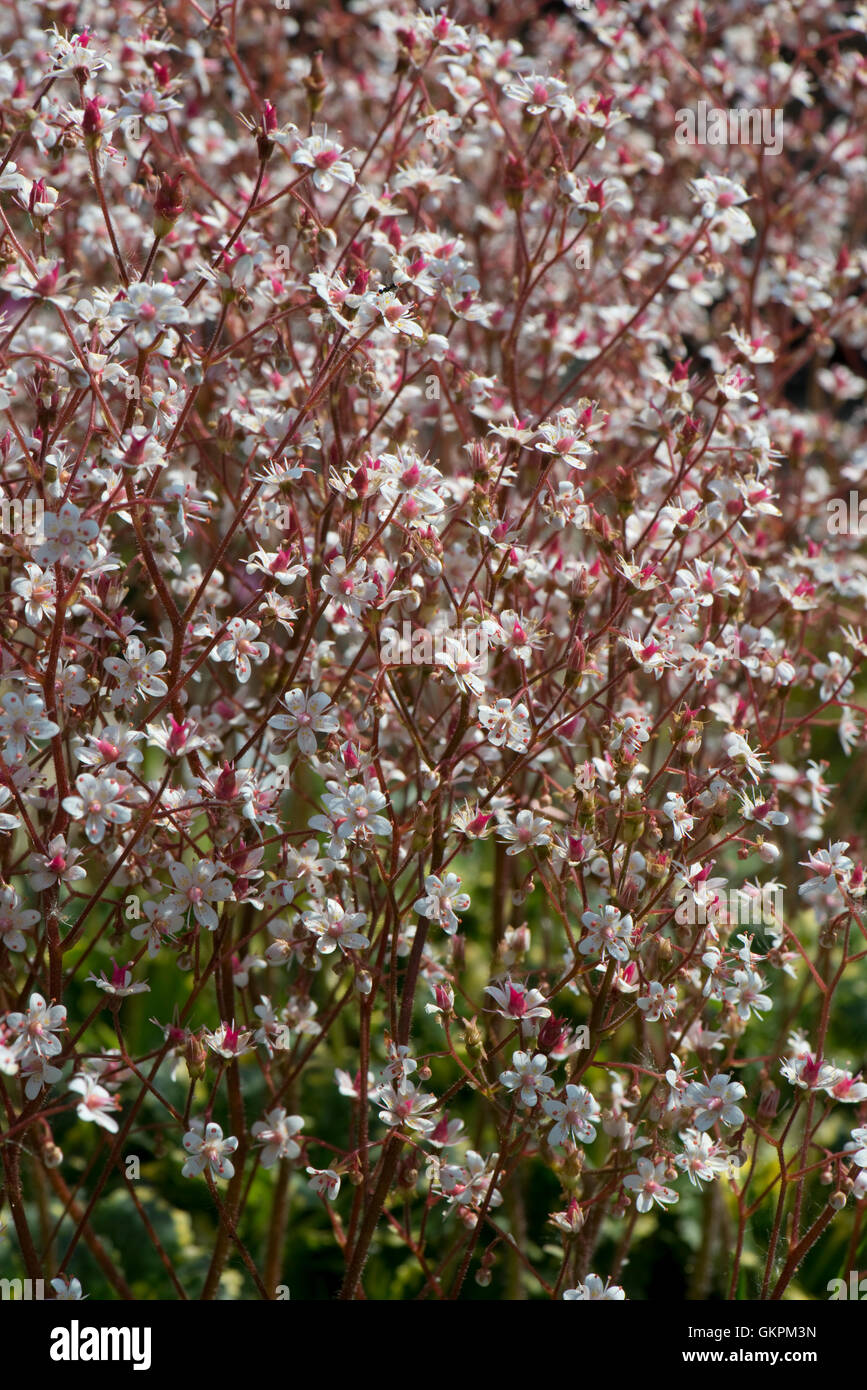 Mass of white flowers with pink centres on Saxifraga x urbium 'Variegata', a garden rockery alpine Stock Photo