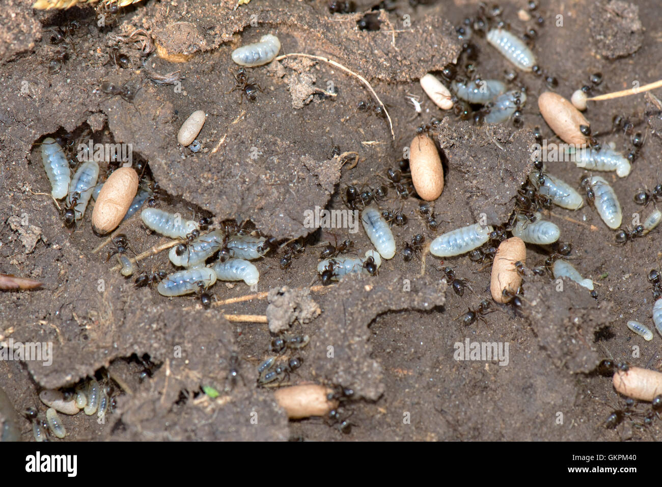 Exposed nest of black garden ants, Lasius niger, with workers, larvae and cocoons in tunnels Stock Photo