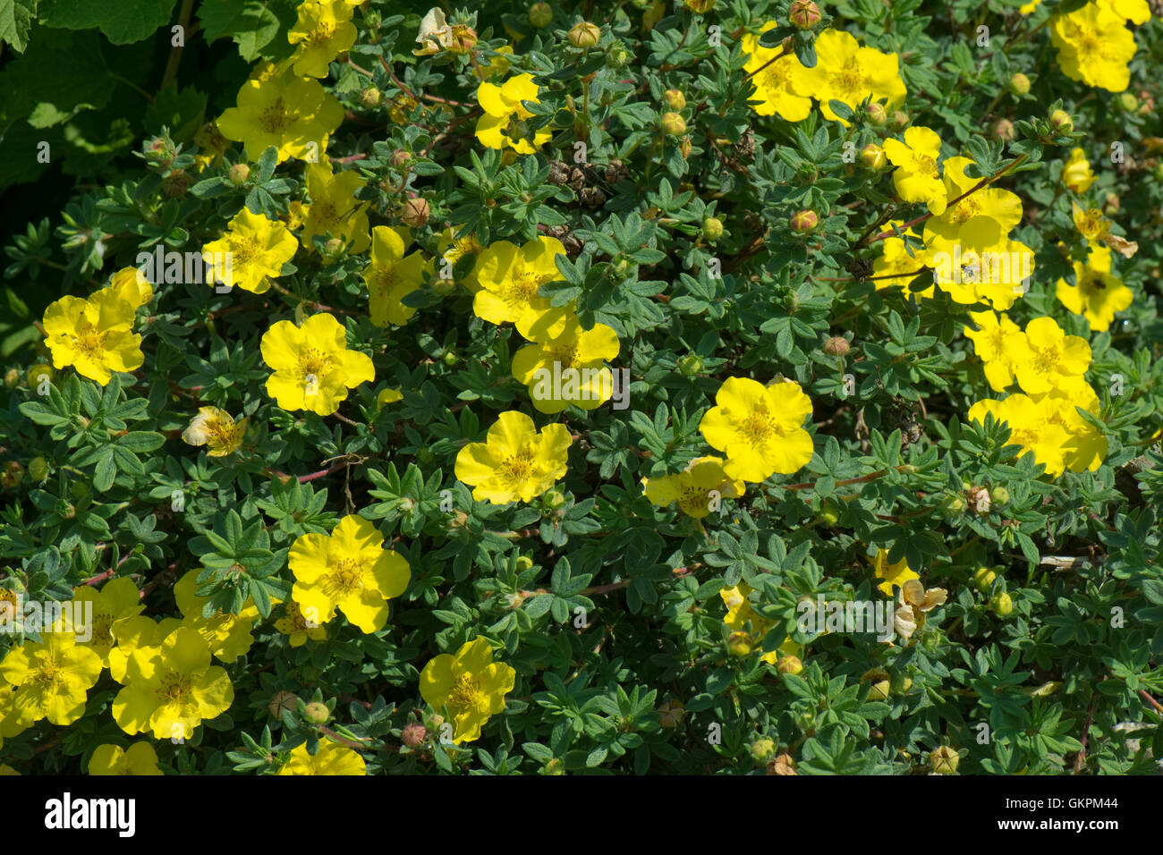 Yellow flowers of shrubby cinquefoil, Potentilla fruticosa 'Medicine Wheel Mountain', Berkshire, June Stock Photo