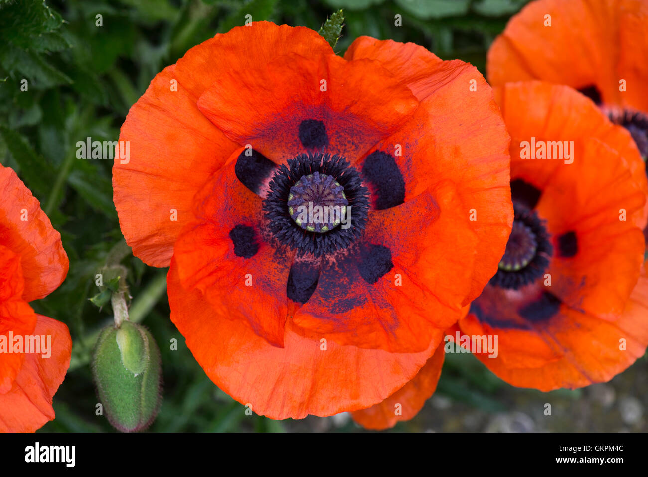 Large red flower of an oriental poppy, Papaver orientalis, with a dark markings and young anthers Stock Photo