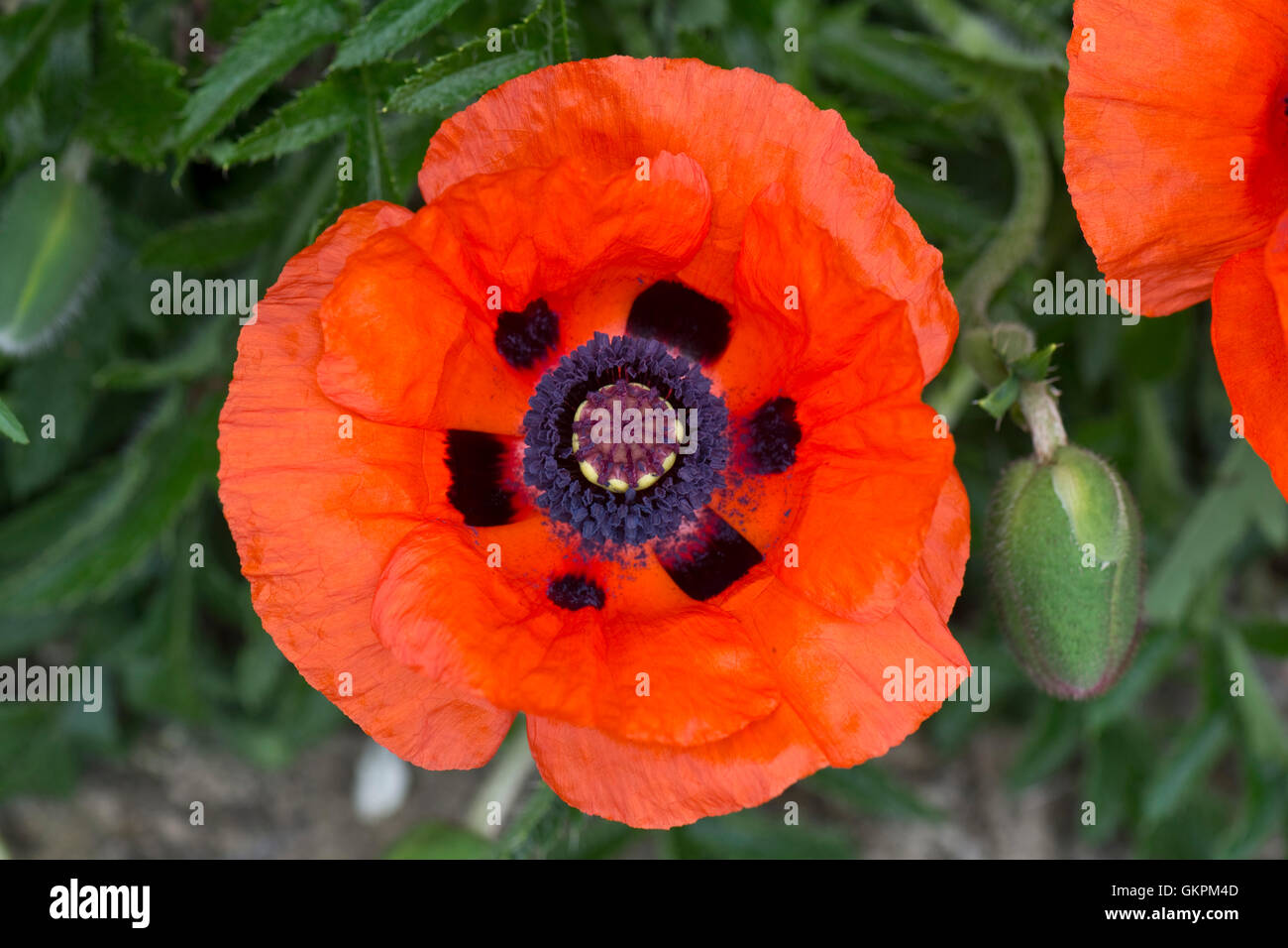 Large red flower of an oriental poppy, Papaver orientalis, with a dark markings and young anthers Stock Photo