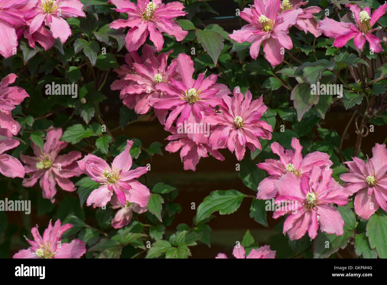 Clematis montana 'Broughton Star', a double pink flowered climbing ornamental garden plant, June Stock Photo
