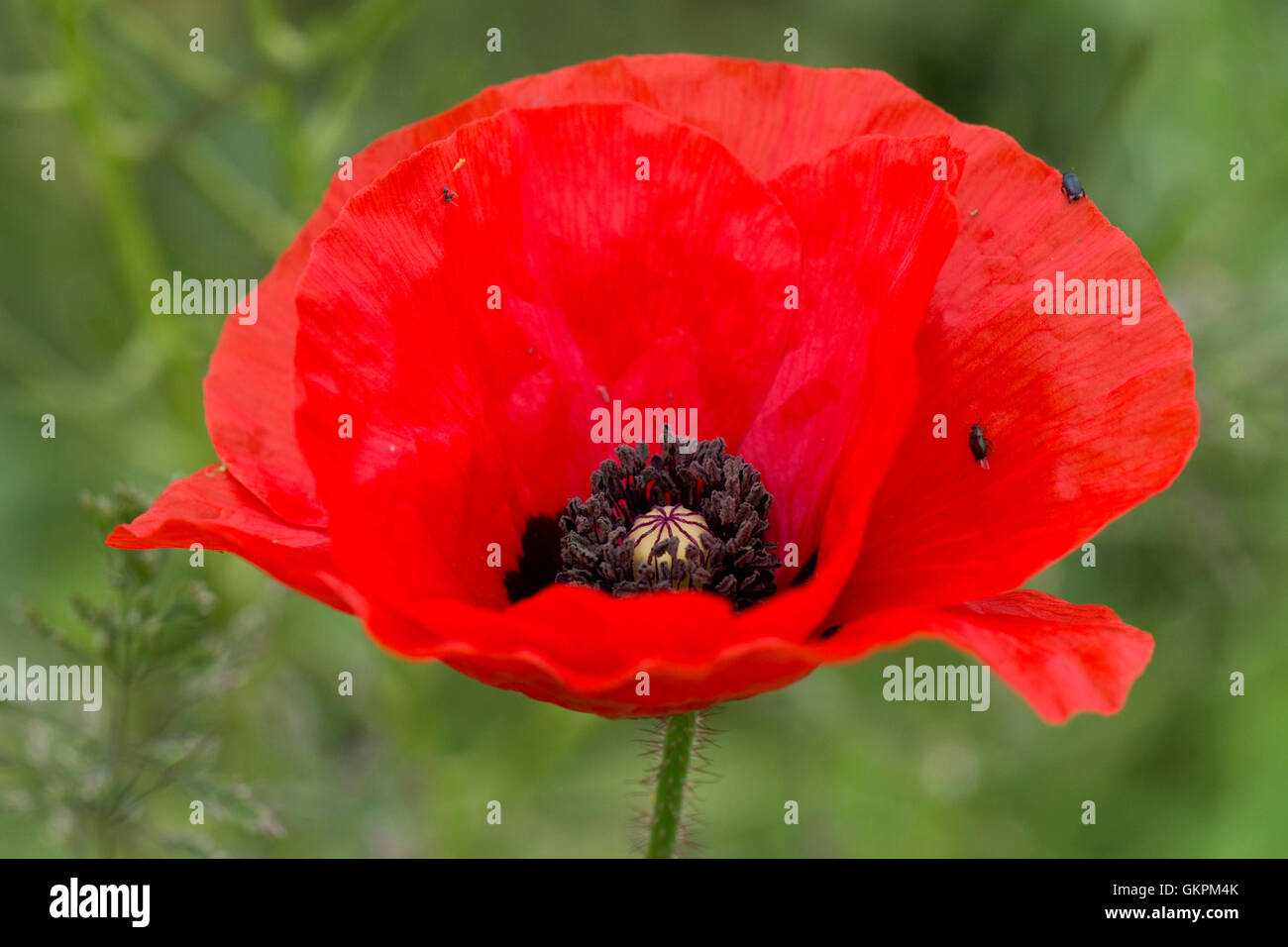 Flower of a red corn poppy, Papaver rhoeas, delicate with dark centre markings, Berkshire, June Stock Photo