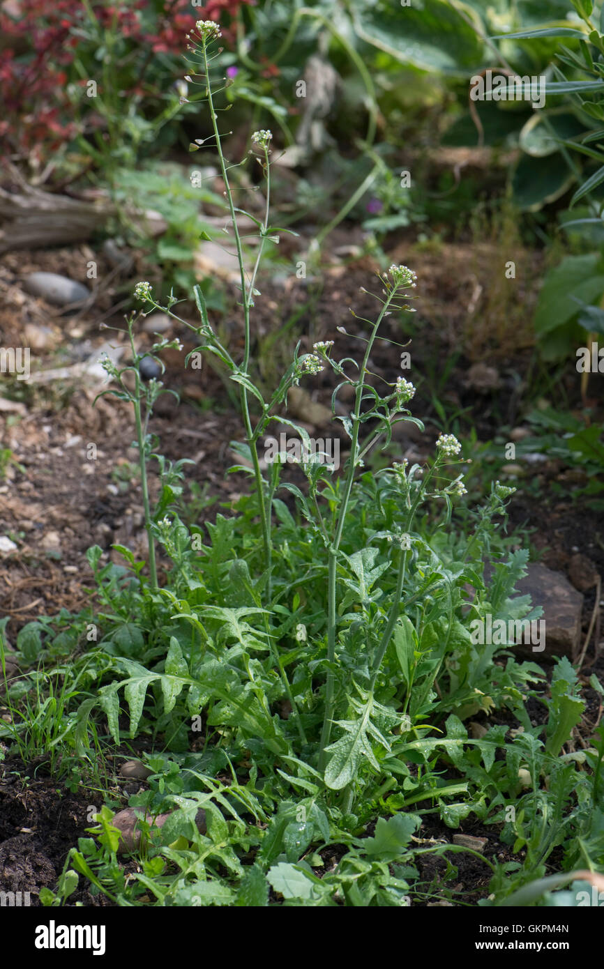 A flowering and seeding plant of shepherd's purse, Capsella bursa-pastoris, a garden and agriculture weed Stock Photo