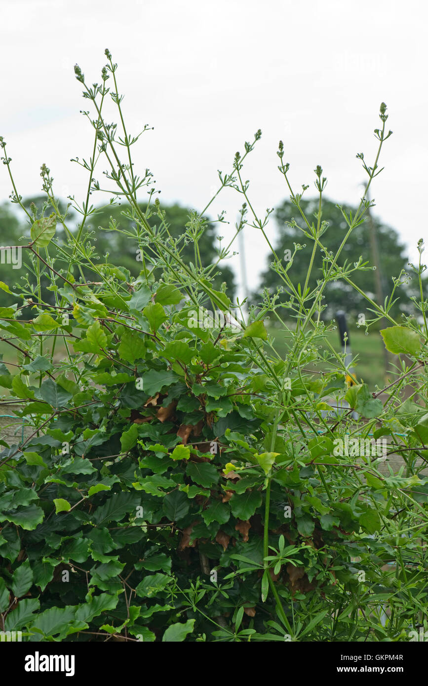 Cleavers, Galium aparine, weeds climbing through and above a young beech hedge, Berkshire, June Stock Photo