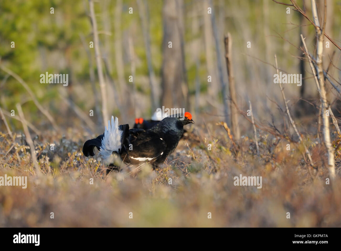 Male Black Grouses (Tetrao tetrix) at swamp courting place early in the morning. Stock Photo