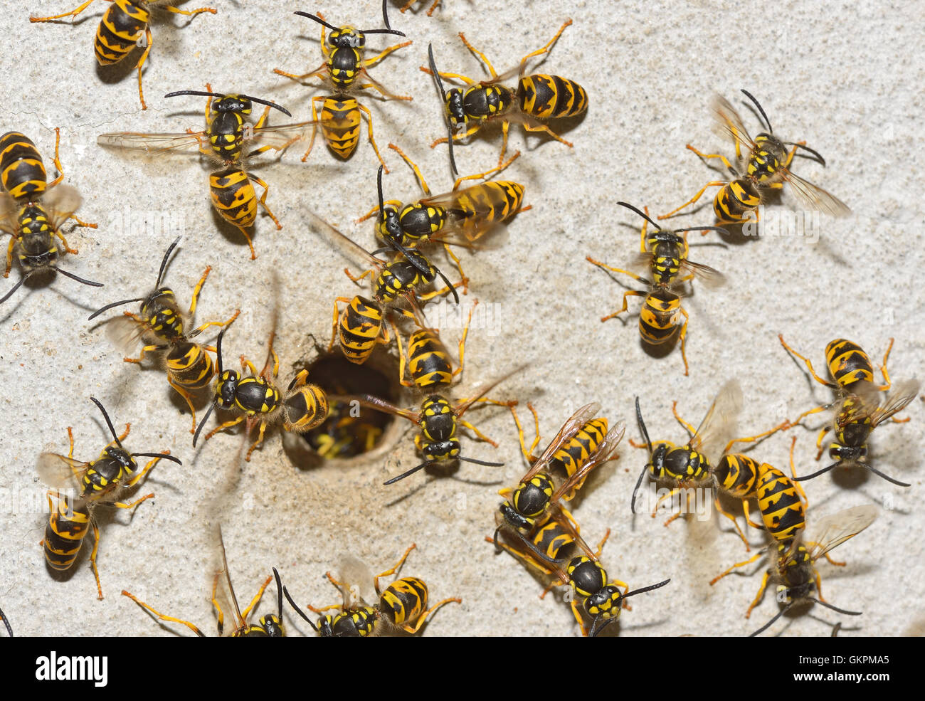 Nest of a family of wasps which is taken a close-up Stock Photo