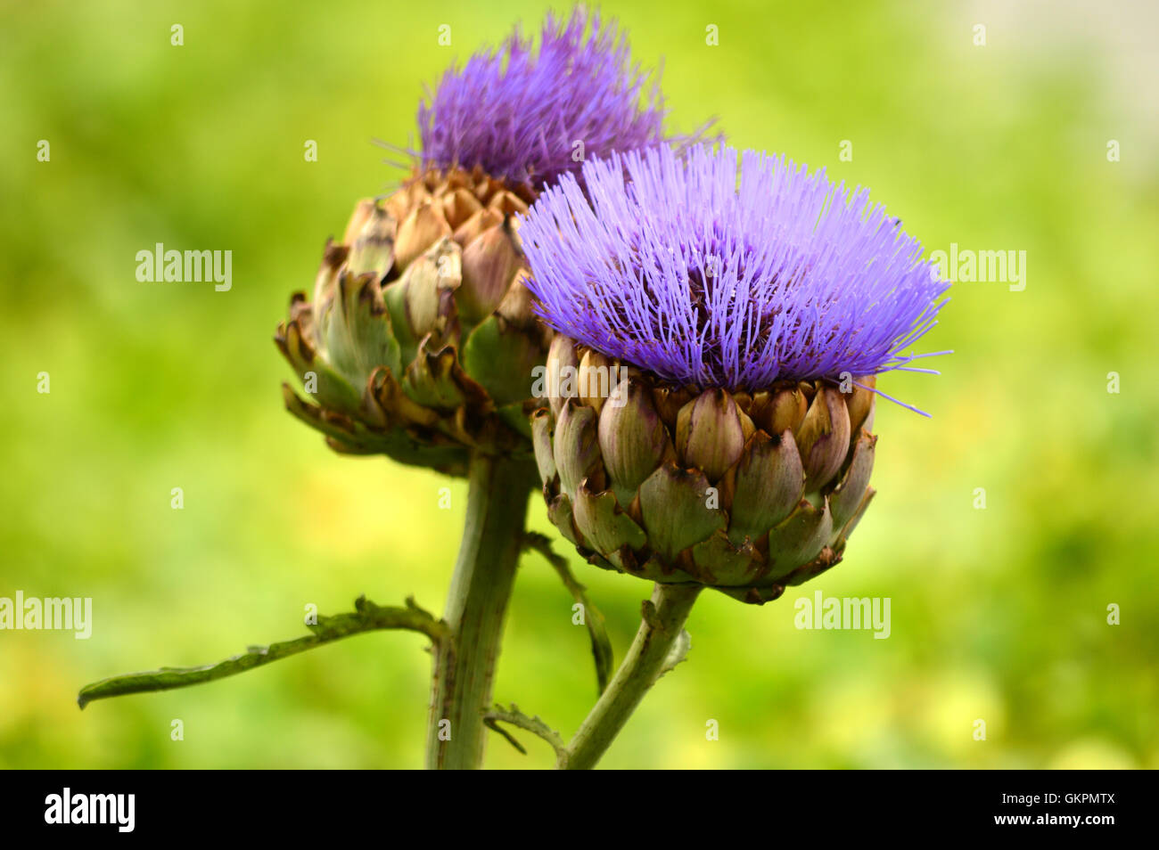Cardoon, or Artichoke Thistle (Cynara Cardunculus) hearts of this flower bud are still eaten in Southern Italy and Sicily Stock Photo