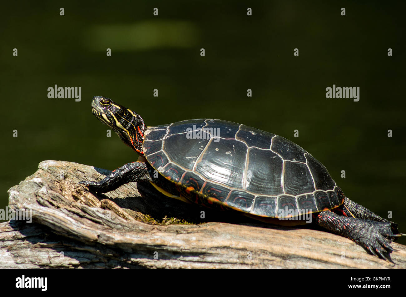 Painted Turtle on a log Stock Photo Alamy