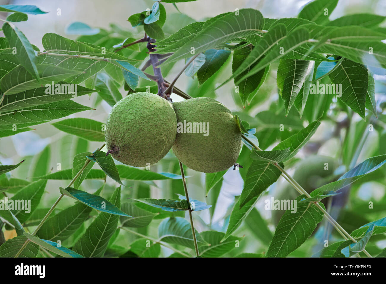 Eastern black walnut hi-res stock photography and images - Alamy