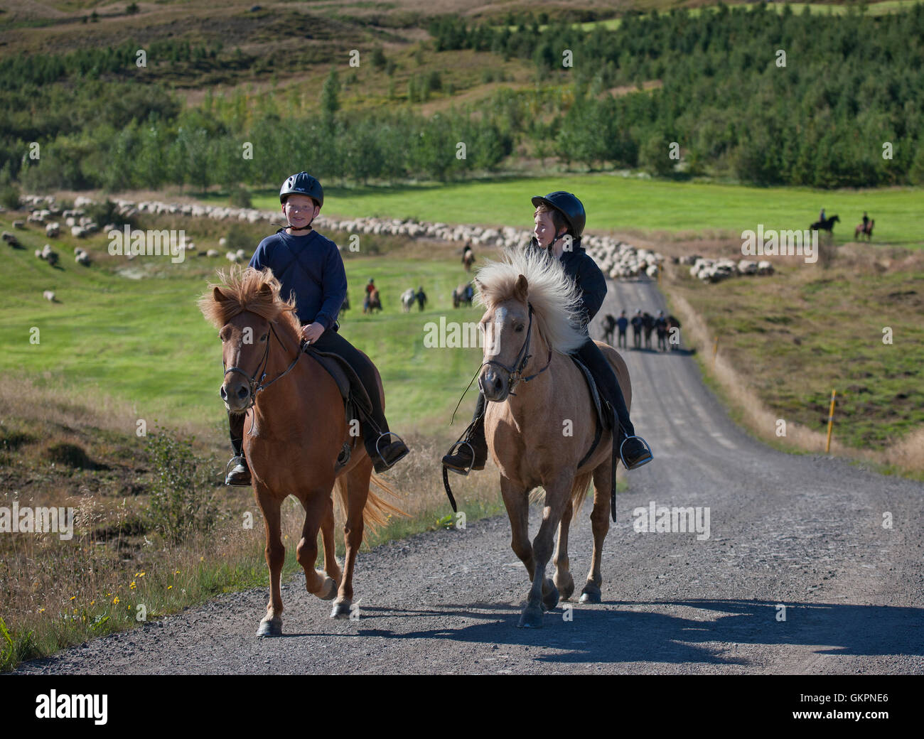Teenagers on horseback, sheep gathering, Eyjafjordur, Iceland Stock Photo