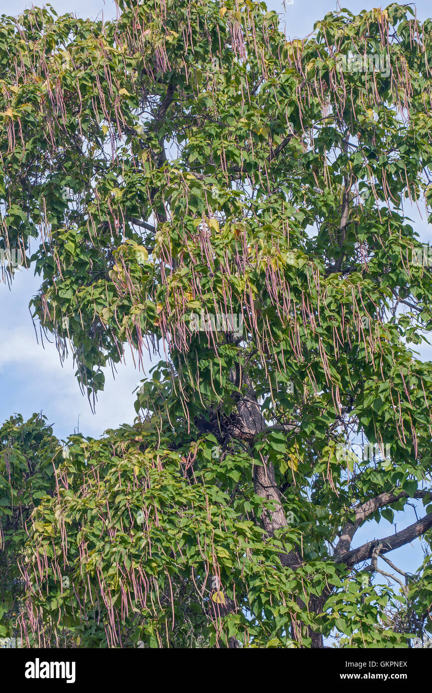 Northern catalpa tree with fruits Stock Photo