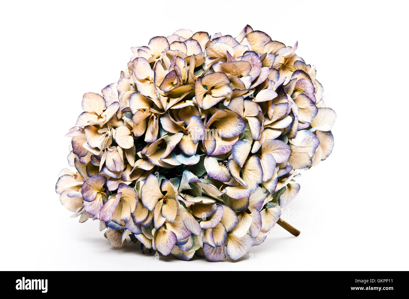 Hydrangea flowers dry Stock Photo Alamy