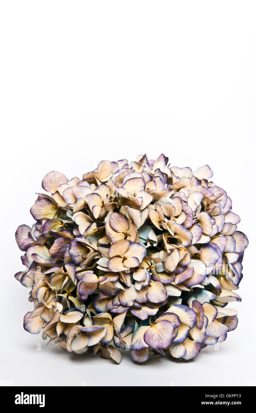 Hydrangea flowers dry Stock Photo Alamy