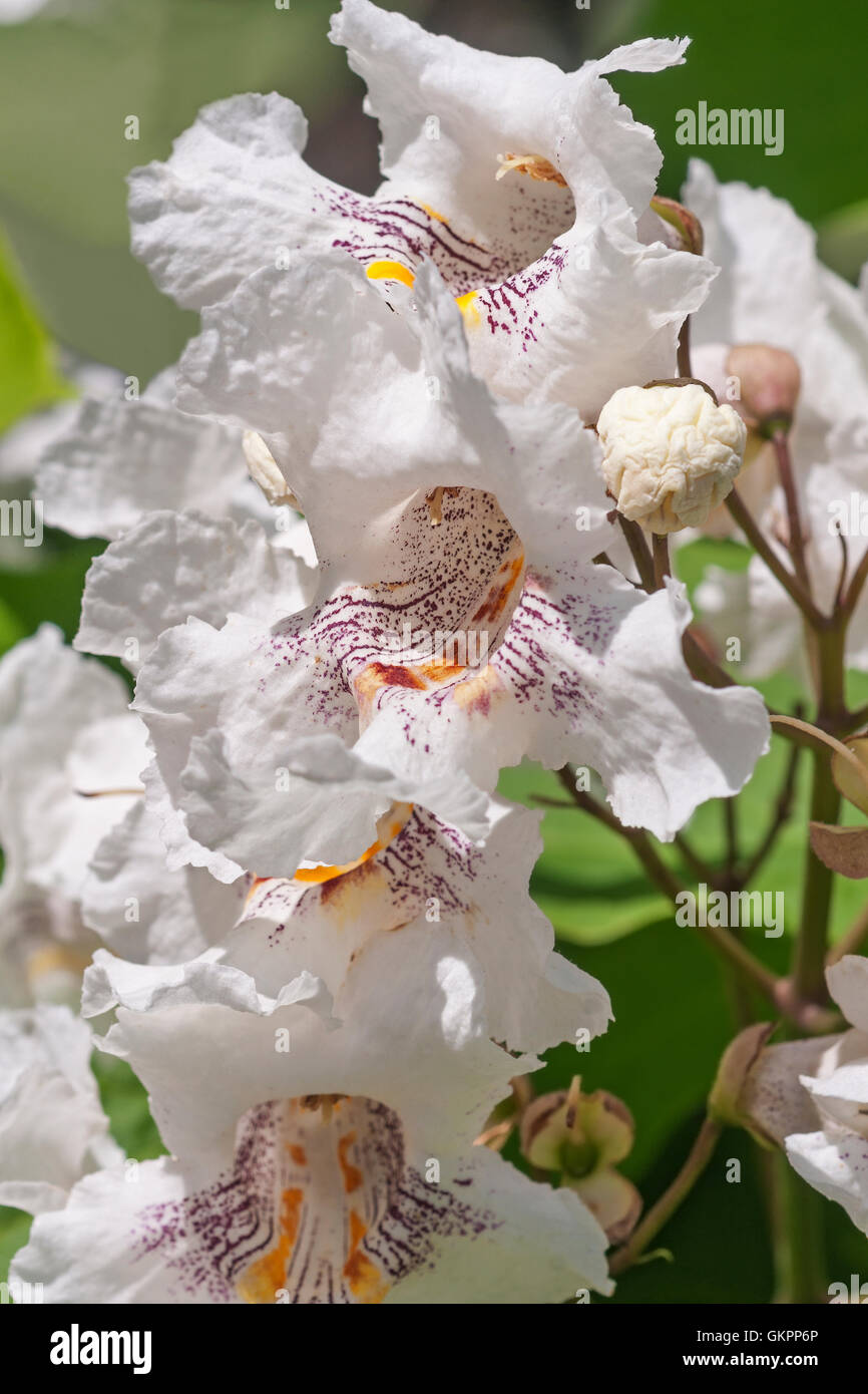 Northern catalpa flowers Stock Photo