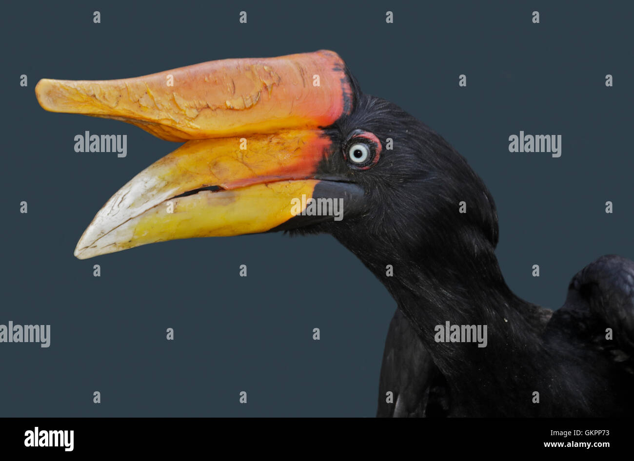 Rhinoceros hornbill buceros rhinoceros hires stock photography and