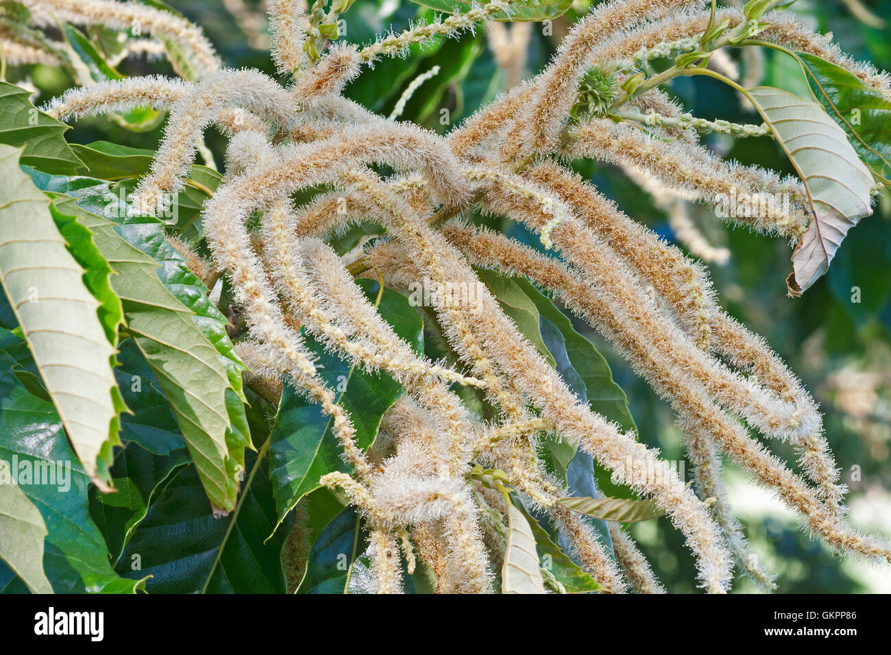 American chestnut flowers Stock Photo Alamy