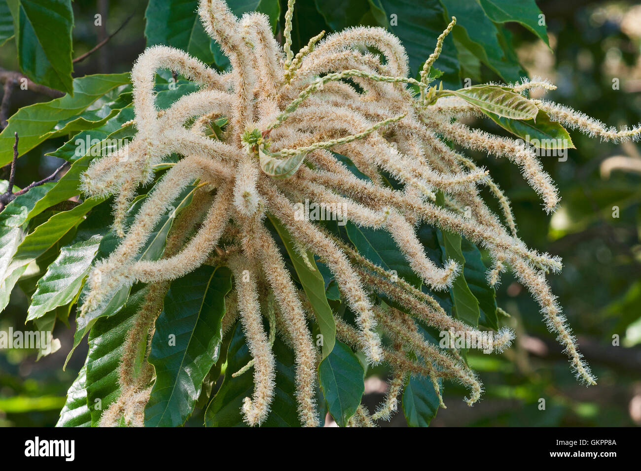 American chestnut tree hires stock photography and images Alamy