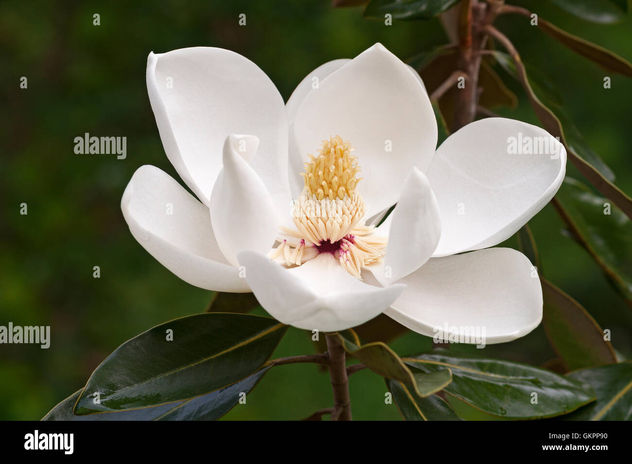 Southern magnolia flower Stock Photo