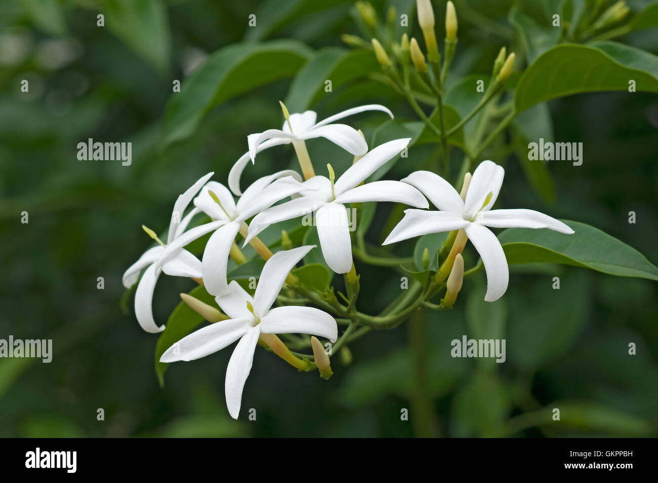 Twisted jasmine flowers Stock Photo