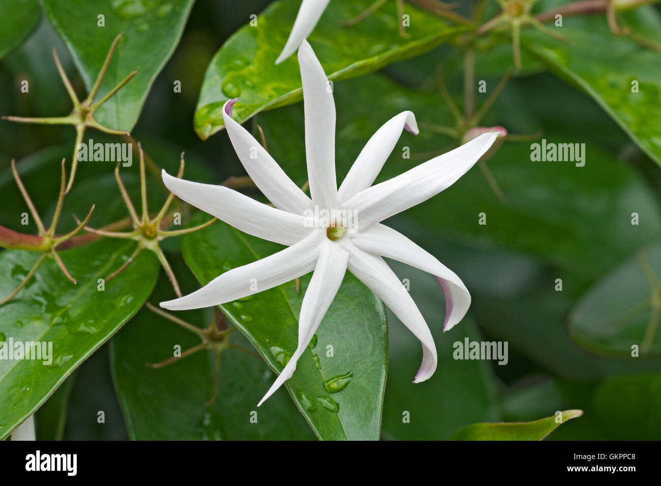 Angelwing jasmine flowers Stock Photo