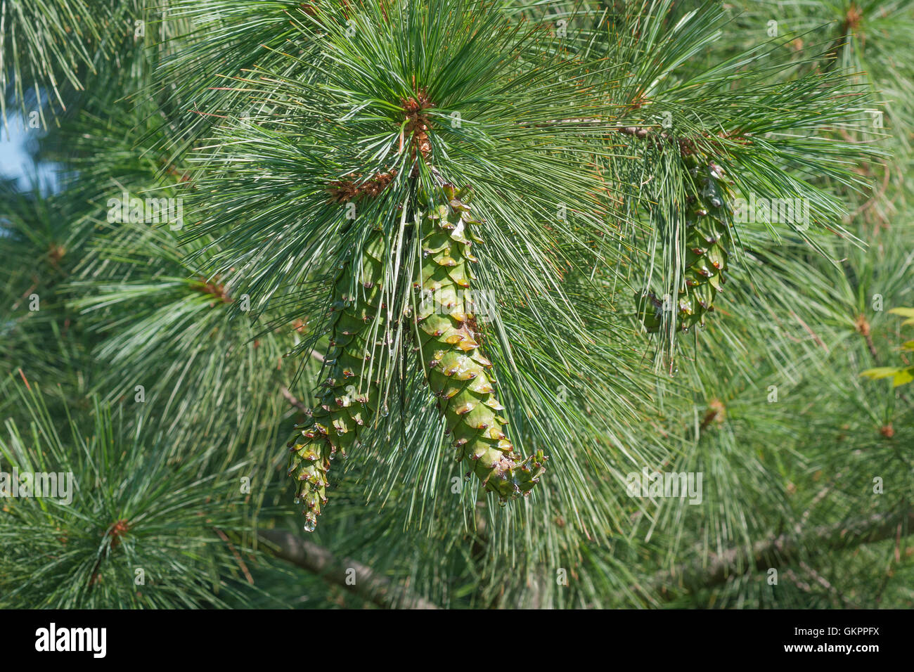 Ayacahuite pine with cones Stock Photo