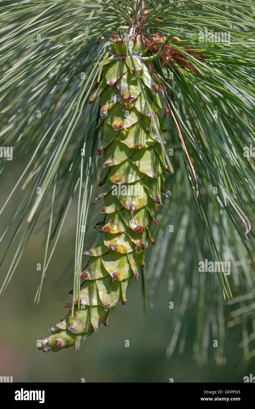 Ayacahuite pine cone Stock Photo