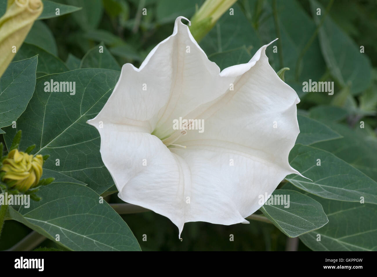 Devil's trumpet flower Stock Photo Alamy